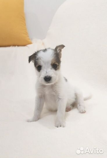 Щеночек мальчик