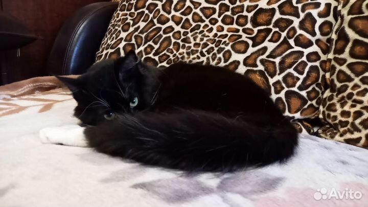 Ласковый котик