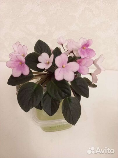 Сортовые фиалки