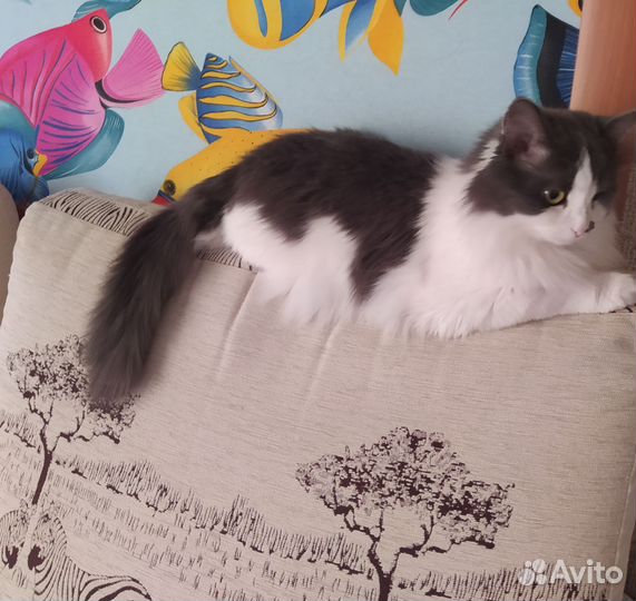 Кошка