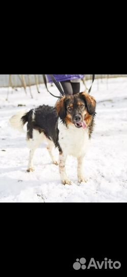 Красивый небольшой пес ищет дом