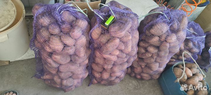 Картофель крупный (очень)