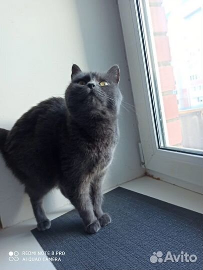 У Дымки нет дома