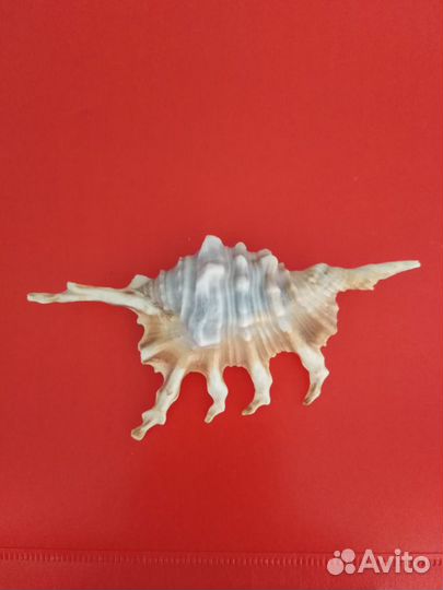 Морские ракушки