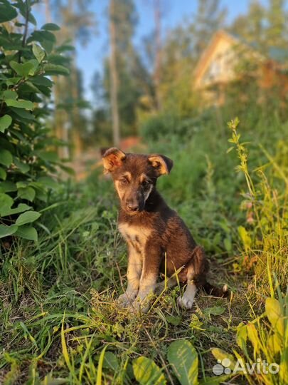 Щенки в добрые руки