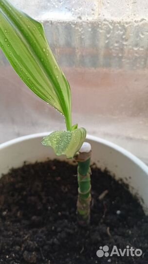 Пальма юкка