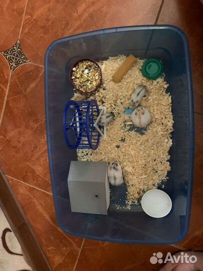 Хомяки Джунгарики