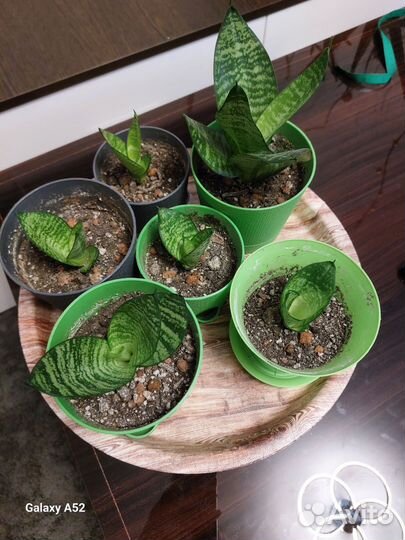 Сансевиерия