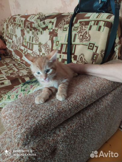 Котята в добрые руки мальчики