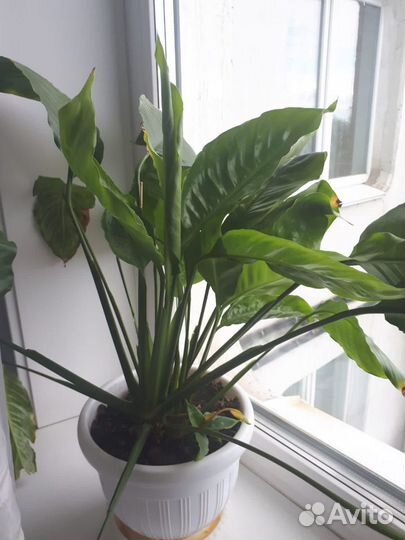 Комнатные цветы