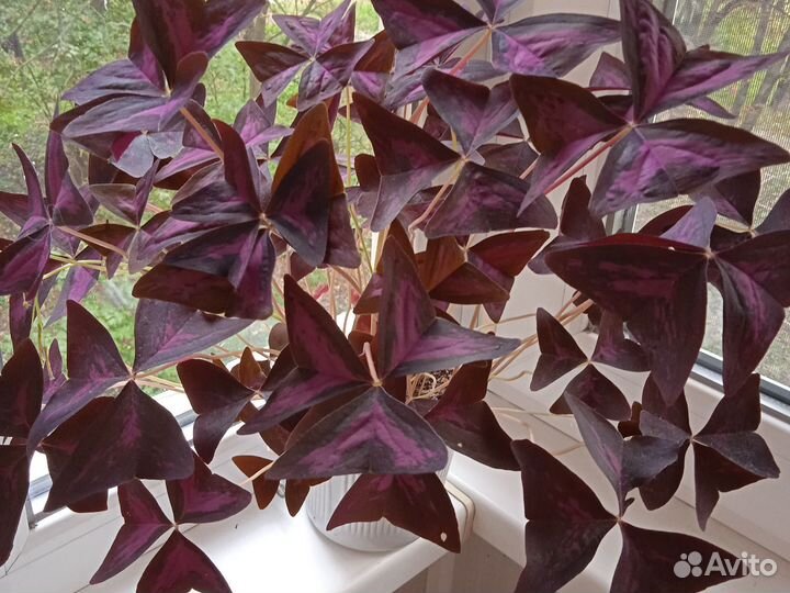 Комнатные цветы кислица