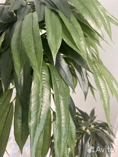 Искусственное дерево Лонгифолия