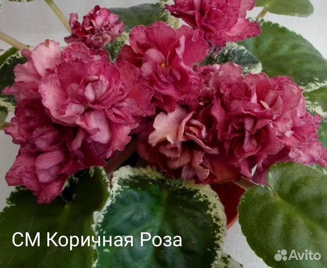 Сортовые фиалки