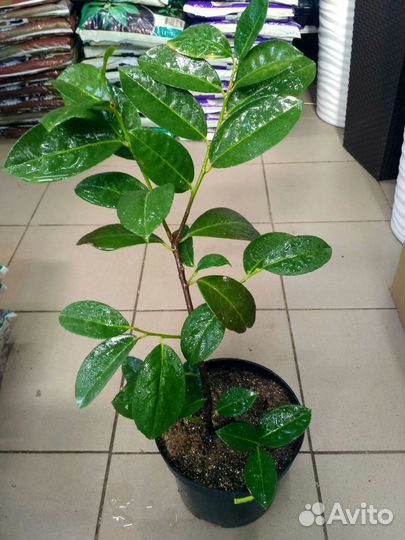 Саженец фисташки Киргизской, пальмы, фейхоа, агава