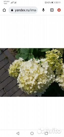 Гортензии разные 3,4,5,6л