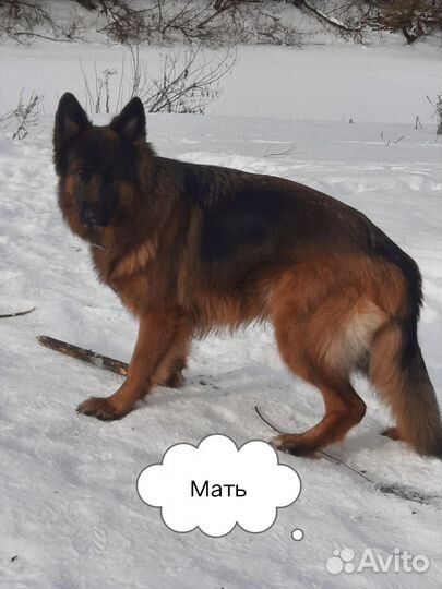 Немецкая овчарка