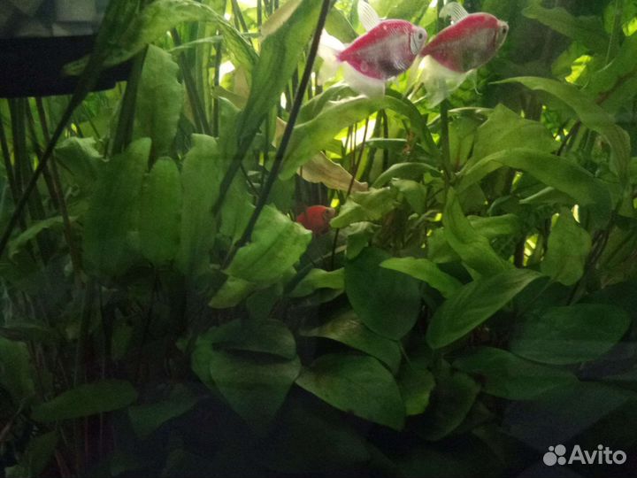 Аквариум травник