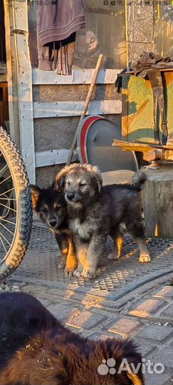 Щенки в добрые руки