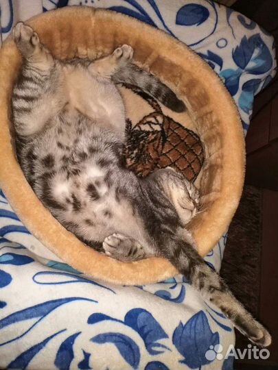 Передержка животных