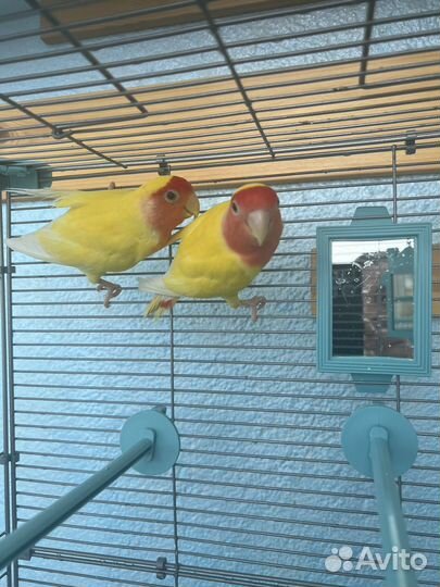 Попугаи неразлучники