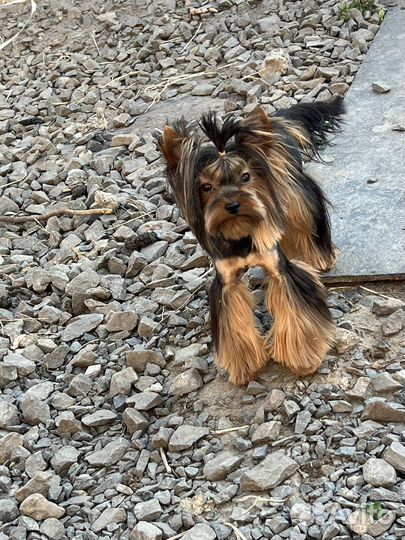 Микро и мини кобели с беби фейс вязка