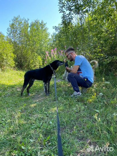 Приют для собак, передержка