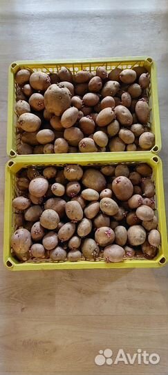 Семенной картофель