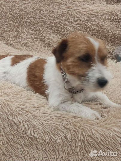 Вязка Джек Рассел терьер