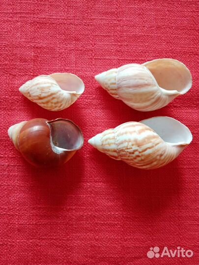 Морские ракушки раковины