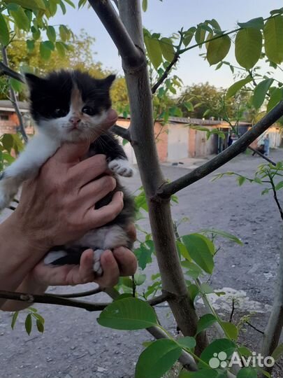 Котята в добрые руки бесплатно мальчики и девочка