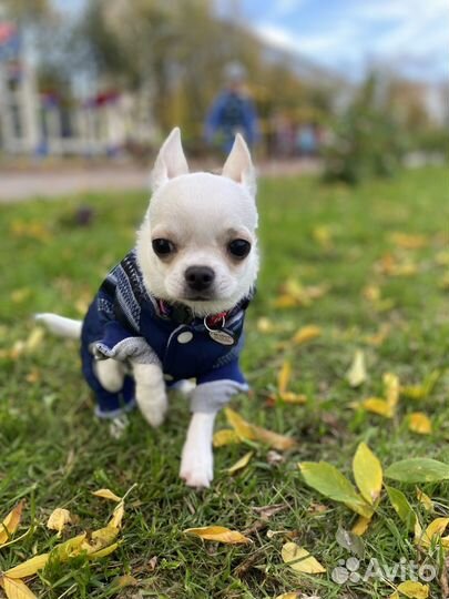 Комбинезон для собаки размер S