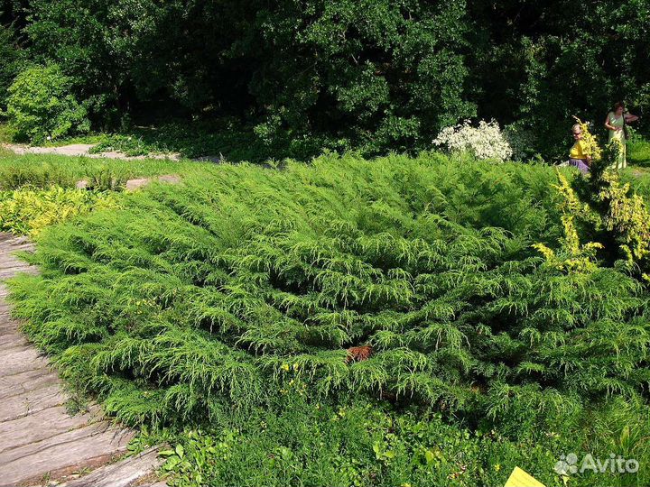 Микробиота