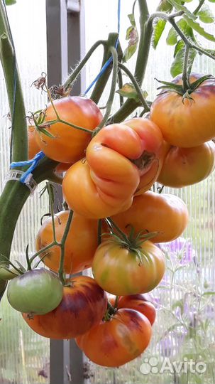 Семена томатов и перцев своего сбора