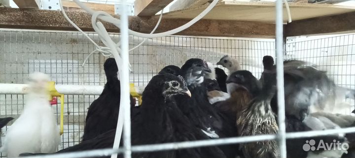 Куры петухи