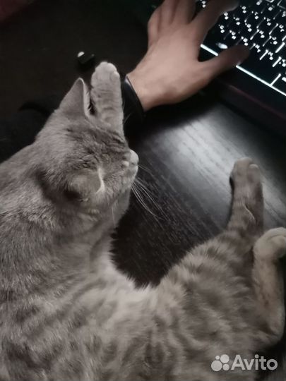 Британский кот