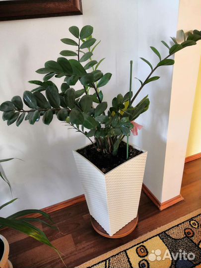 Замиокулькас