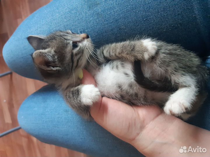 Котенок (девочка) в добрые ответственные руки