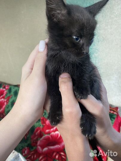 Котята в добрые руки мальчики