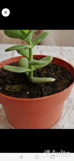 Денежное дерево (Толстянка), Лавровое дерево