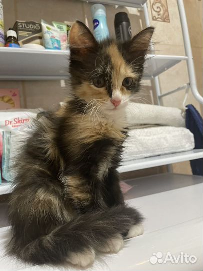 Котенок девочка