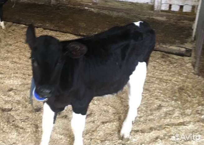 Бычки телята