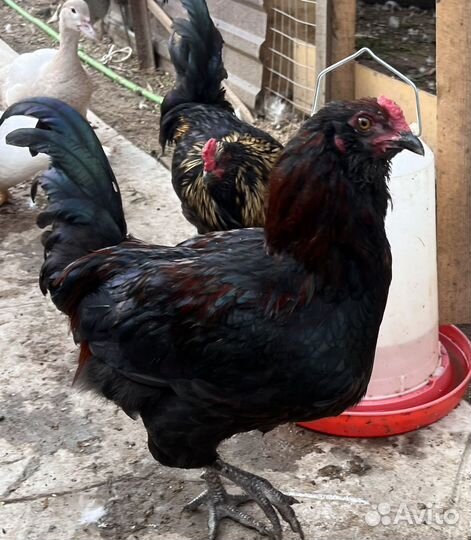 Молодые петушки