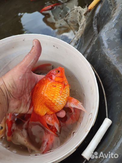 Рыбки для пруда