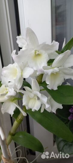 Бегония, дендробиум