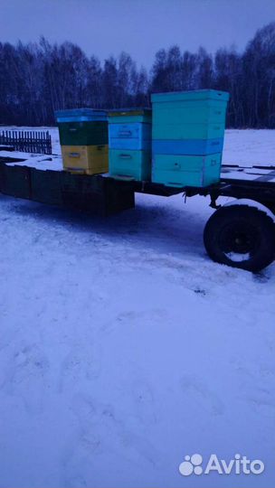 Сушь для пчел