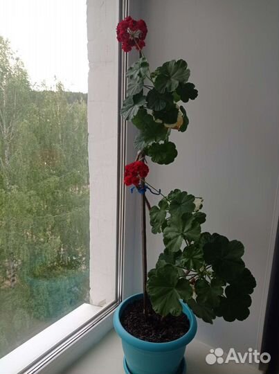 Герань обыкновенная