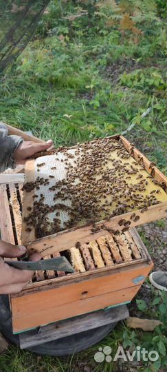 Натуральный зрелый мёд с пасеки