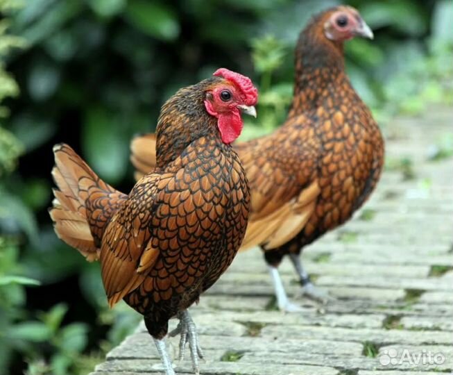 Сибрайт золото