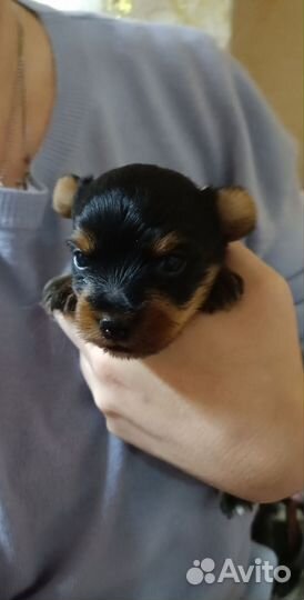 Йоркширский терьер мини