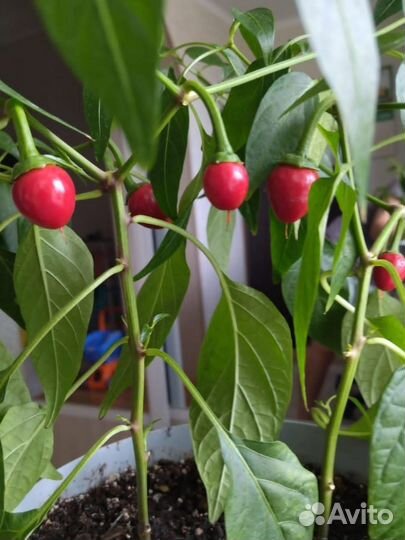 Перец комнатный декоративный